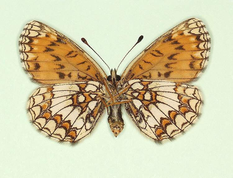 Melitaea athalia female (aberrant form nov, verso) (Internet Image property of respective owner, non-commercial use only)